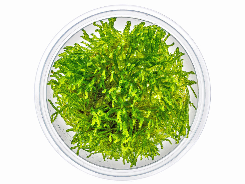 Taiwan-Moos - Taxiphyllum alternans ´Taiwan´ in vitro